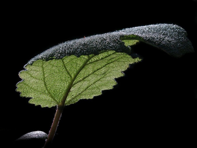 Sauge sclarée : quel usage pour l'huile essentielle ?